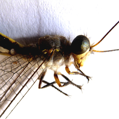 Suhpalacsa subtrahens