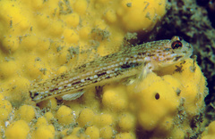 Istigobius hoesei