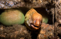 Gymnothorax prasinus