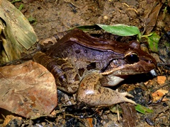 Leptodactylus bolivianus