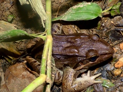 Leptodactylus bolivianus