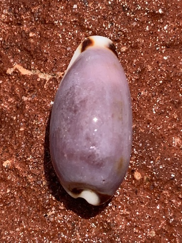 Erronea cylindrica sowerbyana, 2025-09-30