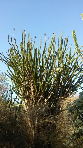 Madagascar Ocotillo