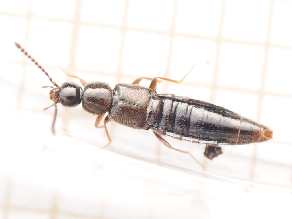 Liogluta alpestris
