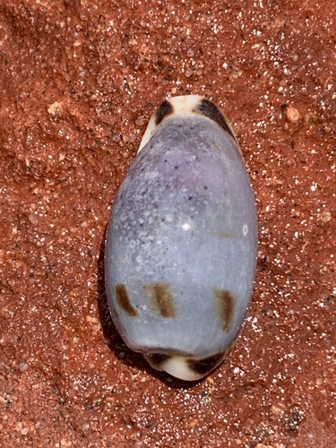 Erronea cylindrica sowerbyana observed 2025-09-30