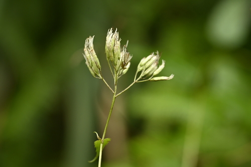 Eupatorium tashiroi, photograph 6