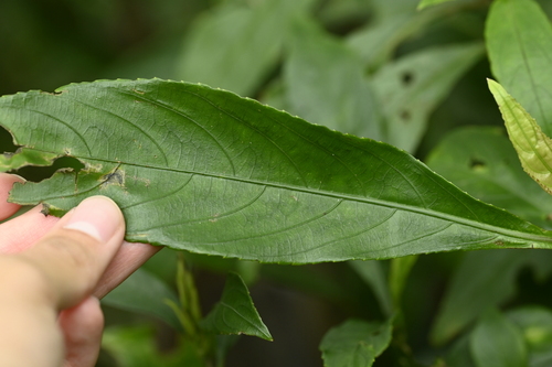 Strobilanthes longespicata, photograph 4