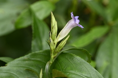 Strobilanthes longespicata, photograph 曾昱承 Yu-Cheng Zeng, CC BY, iNaturalist via GBIF