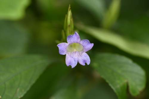 Strobilanthes longespicata, photograph 2