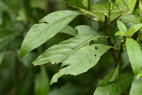 Strobilanthes longespicata, photograph 6