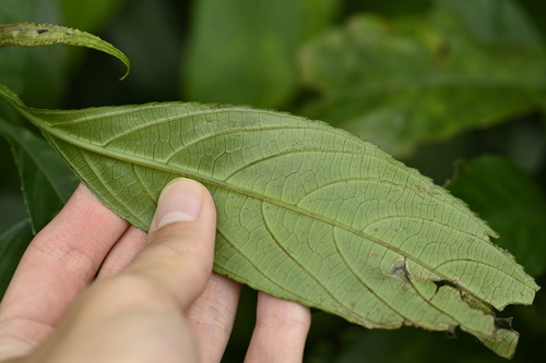 Strobilanthes longespicata, photograph 5