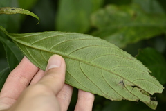 Strobilanthes longespicata, photograph 曾昱承 Yu-Cheng Zeng, CC BY, iNaturalist via GBIF