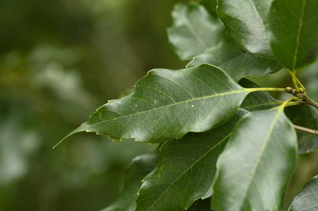 Quercus longinux; photograph (c) 曾昱承 Yu-Cheng Zeng, some rights reserved (CC BY)