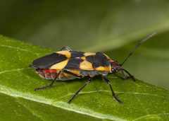 Oncopeltus sandarachatus