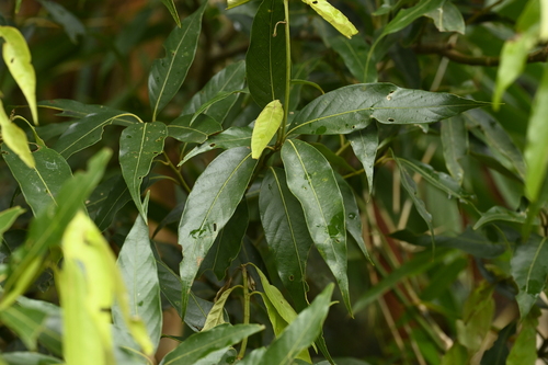 Lithocarpus shinsuiensis, photograph 5