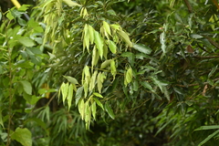 Lithocarpus shinsuiensis, photograph (c) 曾昱承 Yu-Cheng Zeng, some rights reserved (CC BY)