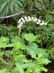 Persicaria japonica, photograph (c) ITÔ, Hiroki, some rights reserved (CC BY)