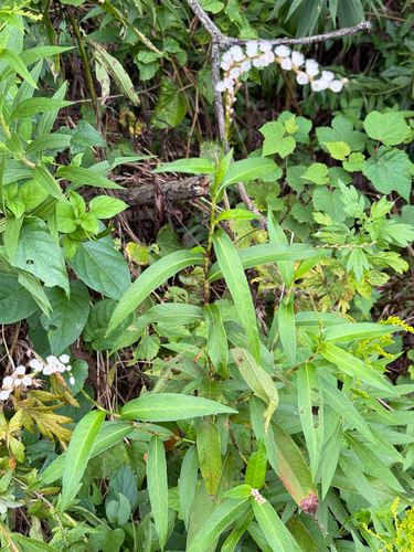 Persicaria japonica, photograph 6