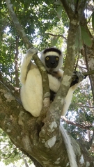 Propithecus verreauxi