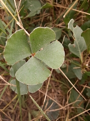 Marsilea macropoda