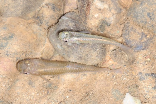 Mosquito fish (Gambusia nicaraguensis) — Poeciliidae — 3