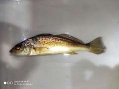 Pachyurus junki