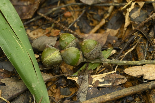 Lithocarpus shinsuiensis, photograph 2