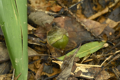 Lithocarpus shinsuiensis, photograph 3