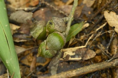 Lithocarpus shinsuiensis, photograph 4