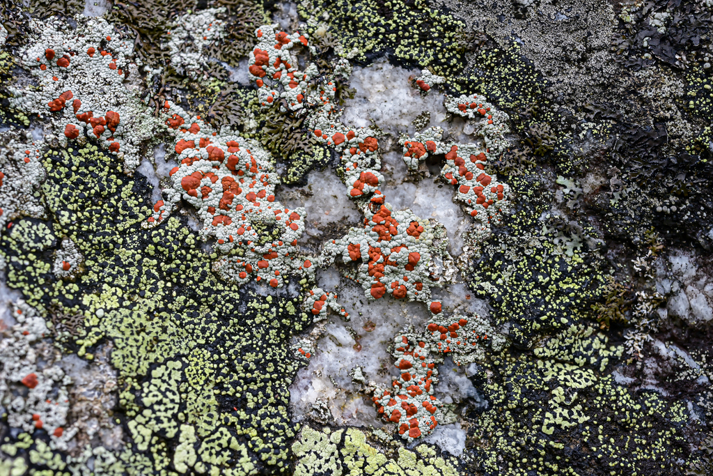 Common Lichens from 中国四川省阿坝藏族羌族自治州小金县 on September 17, 2025 at 12:04 PM ...
