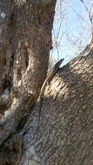 Trachylepis aureopunctata