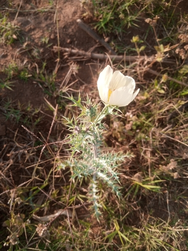 Mexican Poppy