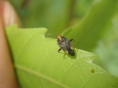 Chinamiris indeclivis