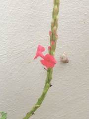 Stachytarpheta mutabilis