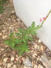 Stachytarpheta mutabilis