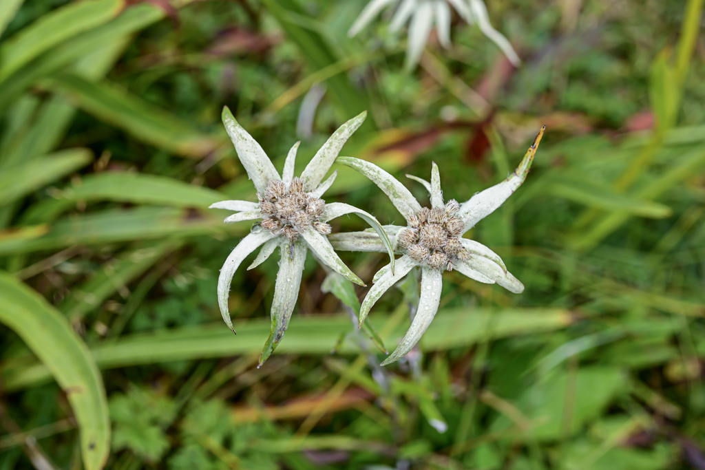 Leontopodium calocephalum