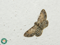 Physocleora