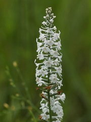 Platanthera nivea