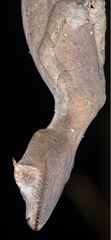Uroplatus phantasticus