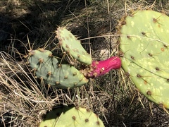 Opuntia pyrocarpa
