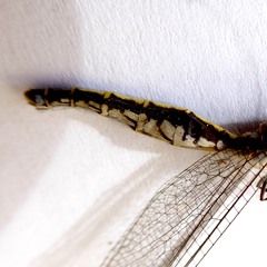 Suhpalacsa subtrahens