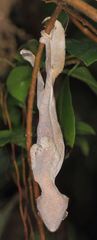 Uroplatus phantasticus