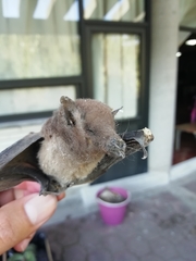 Choeronycteris mexicana
