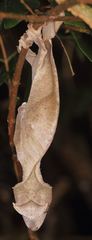 Uroplatus phantasticus