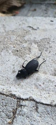 Leather Beetle