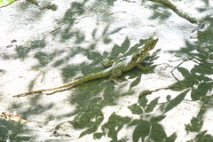 Oplurus quadrimaculatus