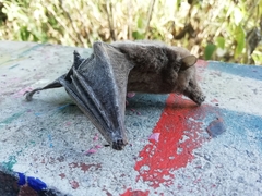 Choeronycteris mexicana