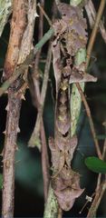 Uroplatus phantasticus