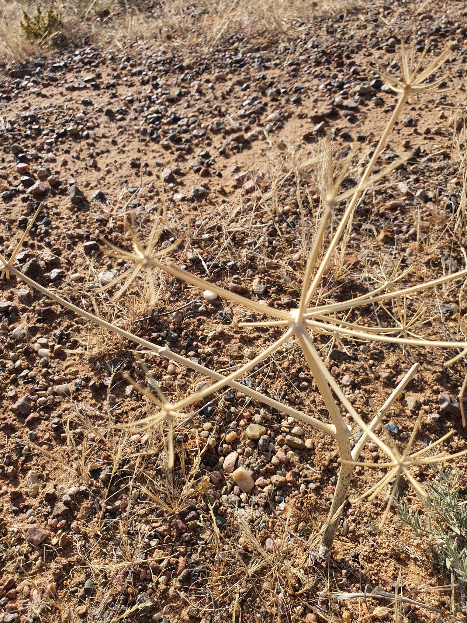 Ferula bungeana