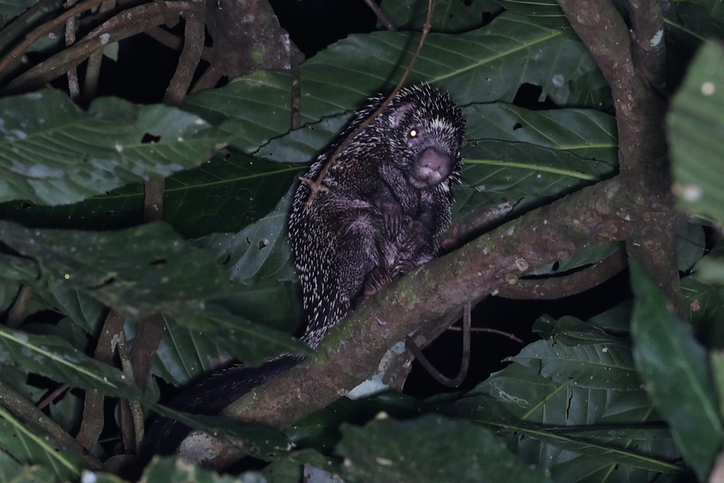 Andean Porcupine